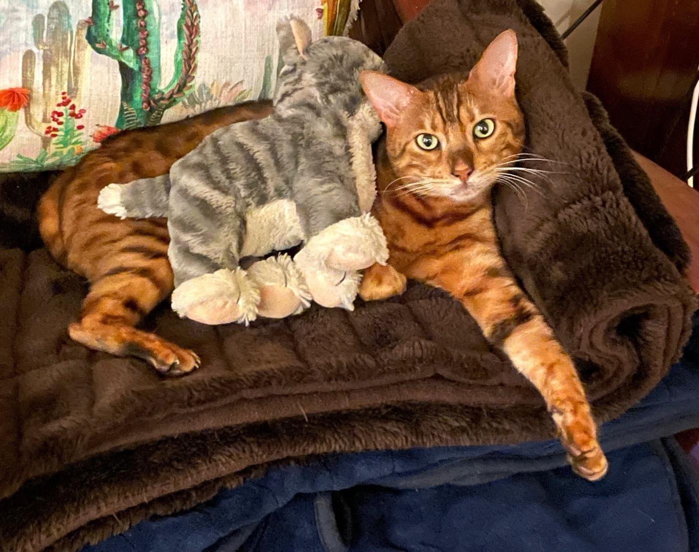 Bengal cat resting comfortably on a blanket at home with a soft toy