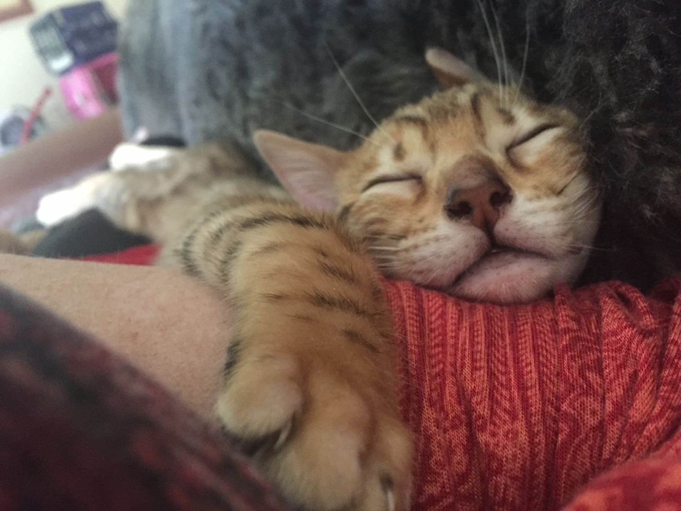 cat sitting East Gosford NSW in home care