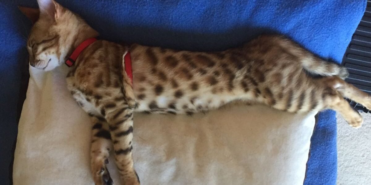Relaxed cat resting at home during in-home cat sitting visit in Gosford