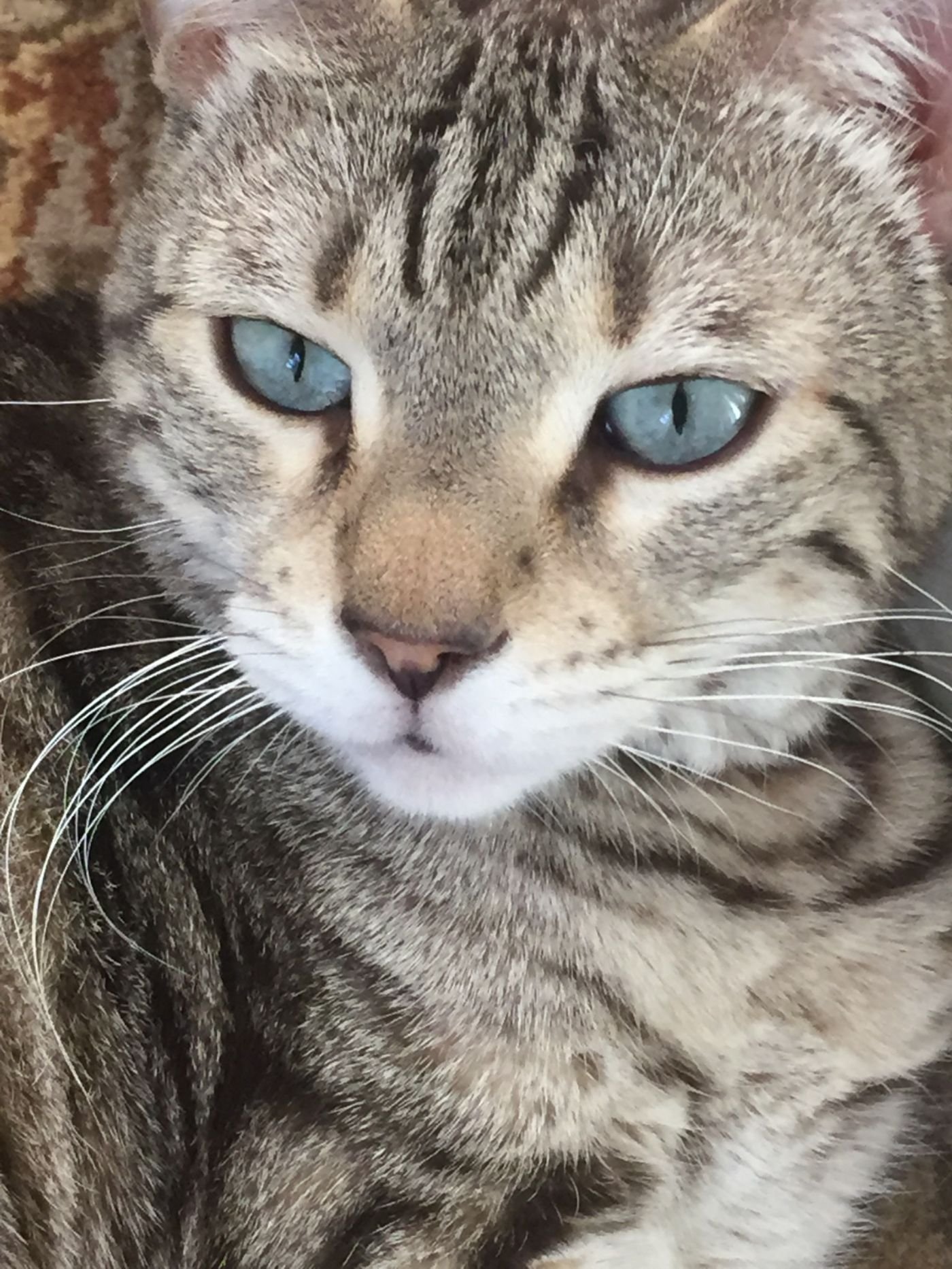 cat sitting North Gosford NSW in home care