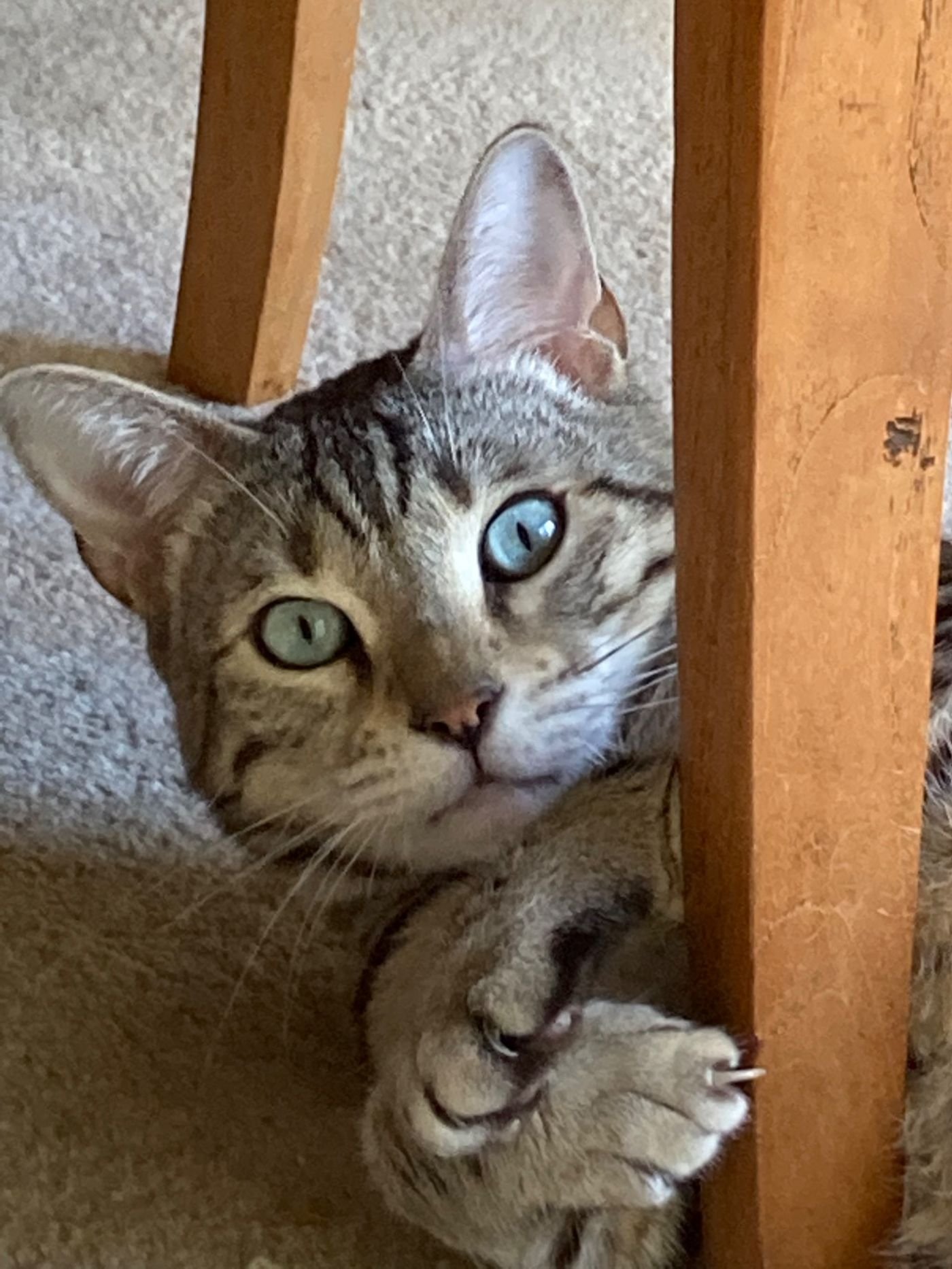 cat sitting West Gosford NSW in home care