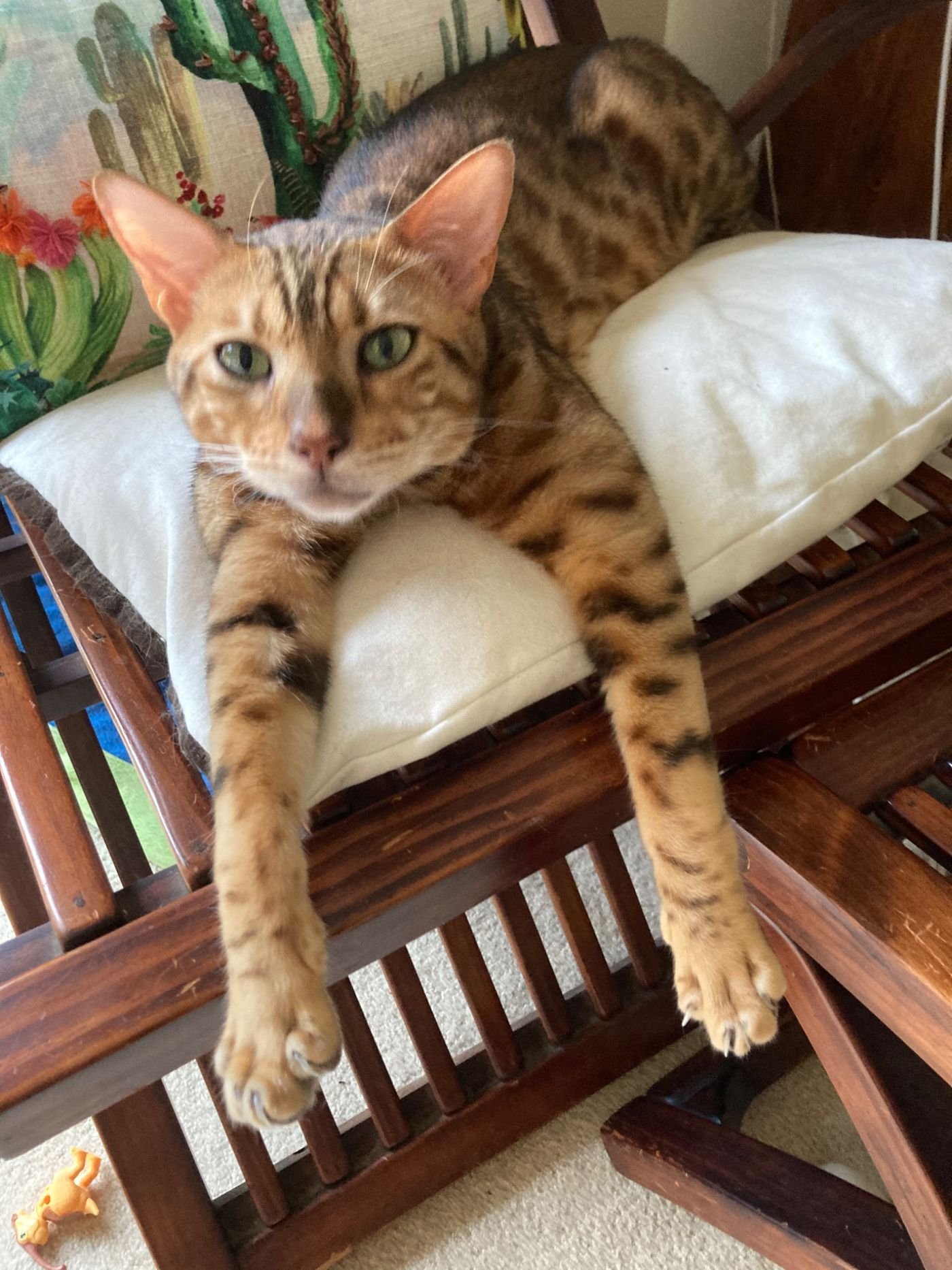 calm in home cat sitting Wyoming NSW
