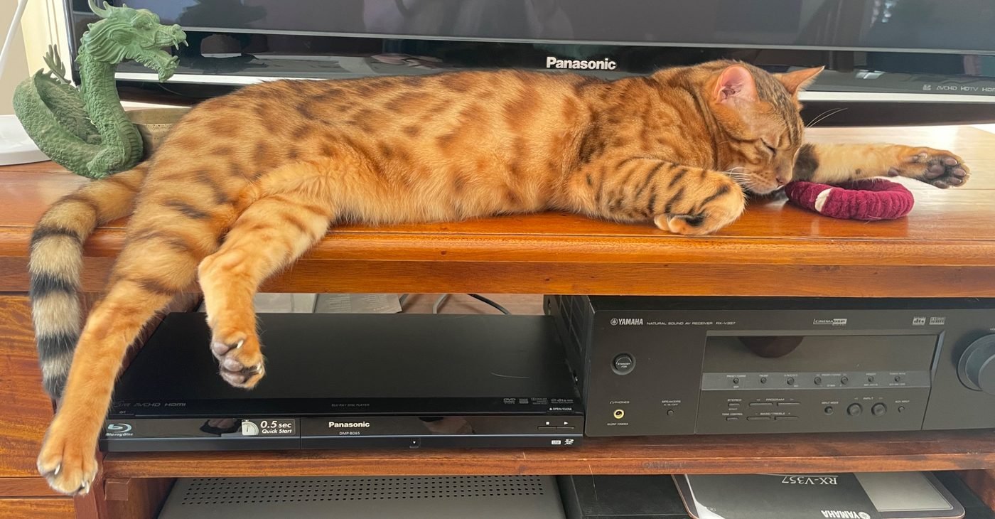 Relaxed Bengal cat at home in Gosford during a daily in-home cat sitting visit
