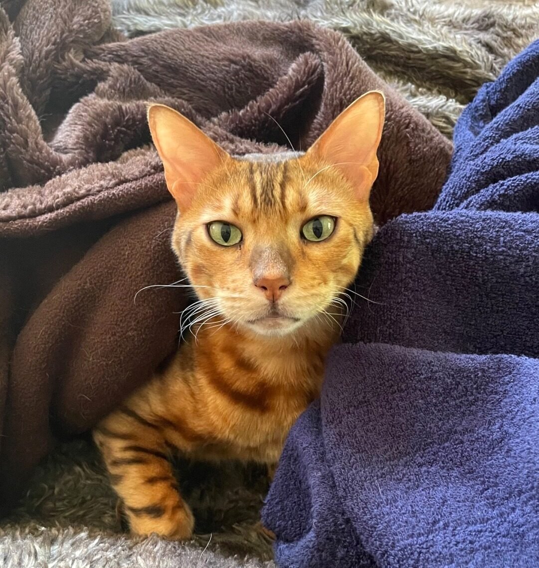 pet sitting for cats Gosford relaxed cat at home